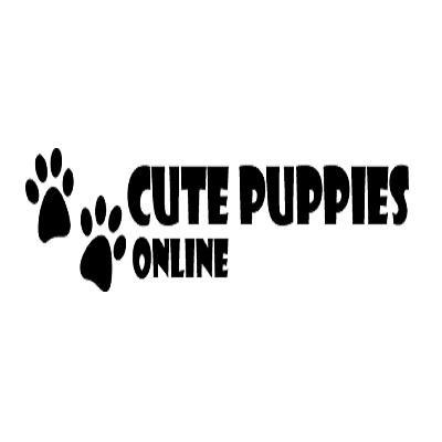 Cs Puppies  LLC