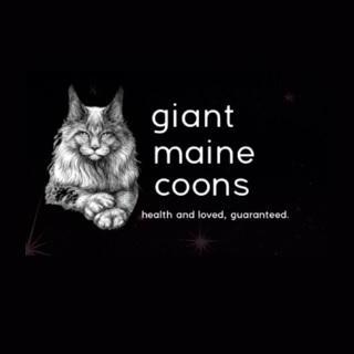 Giant  Maine Coons